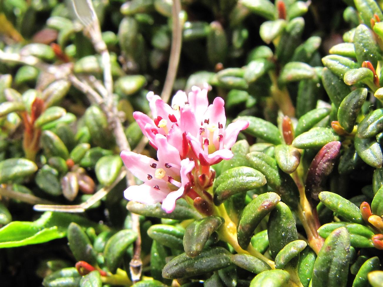 I fiori del vento:Kalmia procumbens (=Loiseleuria procumbens)